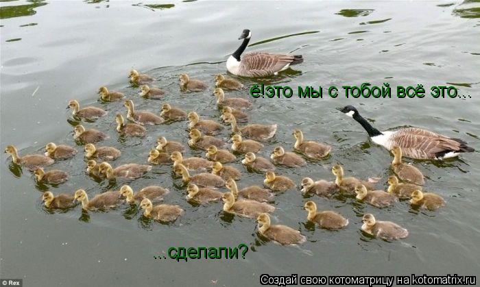 ё!это мы с тобой всё это... ...сделали?... Котоматрица: ё!это мы с тобой всё это... ...сделали?
