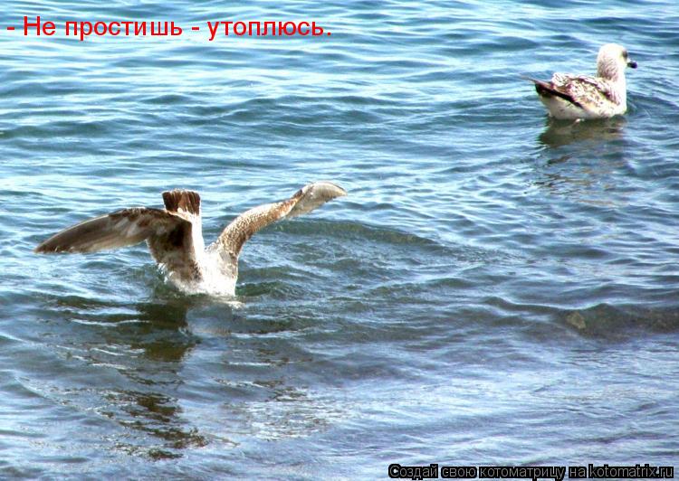 - Не простишь - утоплюсь.... Котоматрица: - Не простишь - утоплюсь.
