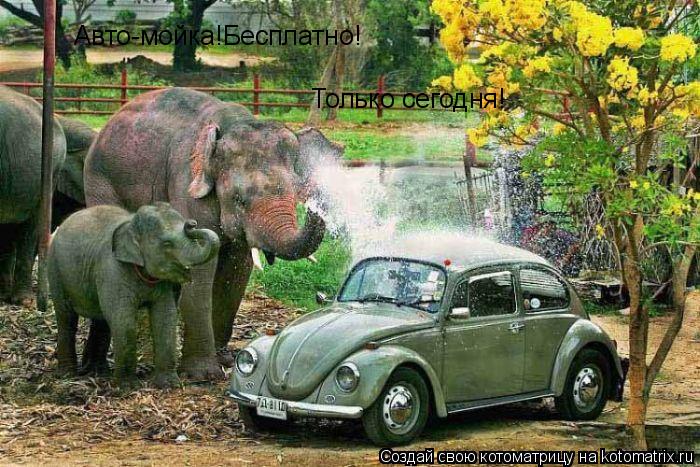 Авто-мойка!Бесплатно! Только сегодня!... Котоматрица: Авто-мойка!Бесплатно! Только сегодня!