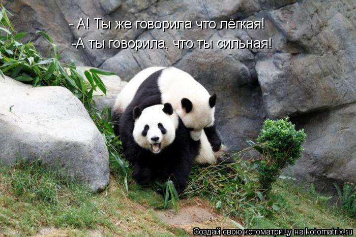 - А! Ты же говорила что лёгкая! -А ты говорила, что ты сильная!... Котоматрица: - А! Ты же говорила что лёгкая! -А ты говорила, что ты сильная!