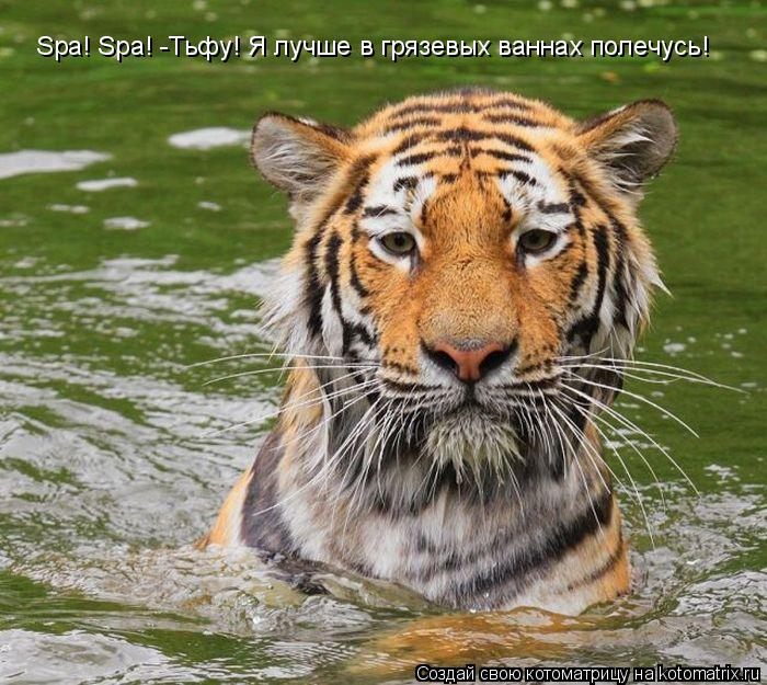 Spa! Spa! -Тьфу! Я лучше в грязевых ваннах полечусь!... Котоматрица: Spa! Spa! -Тьфу! Я лучше в грязевых ваннах полечусь!