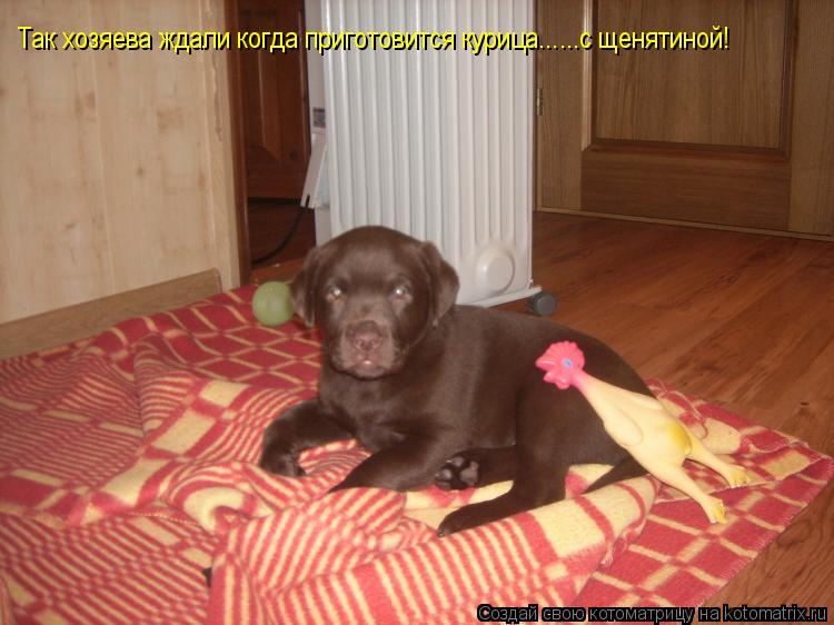 Так хозяева ждали когда приготовится курица......с щенятиной!... Котоматрица: Так хозяева ждали когда приготовится курица......с щенятиной!