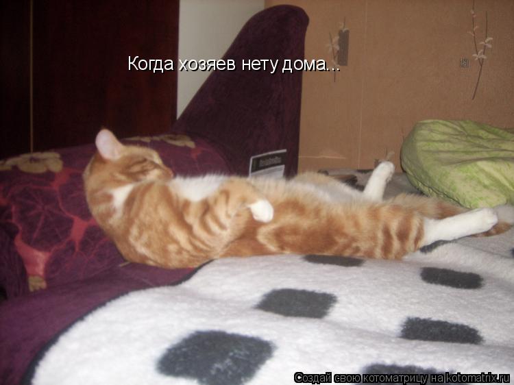 Когда хозяев нету дома...... Котоматрица: Когда хозяев нету дома...