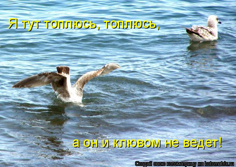 Котоматрица: Я тут топлюсь, топлюсь, а он и клювом не ведет!