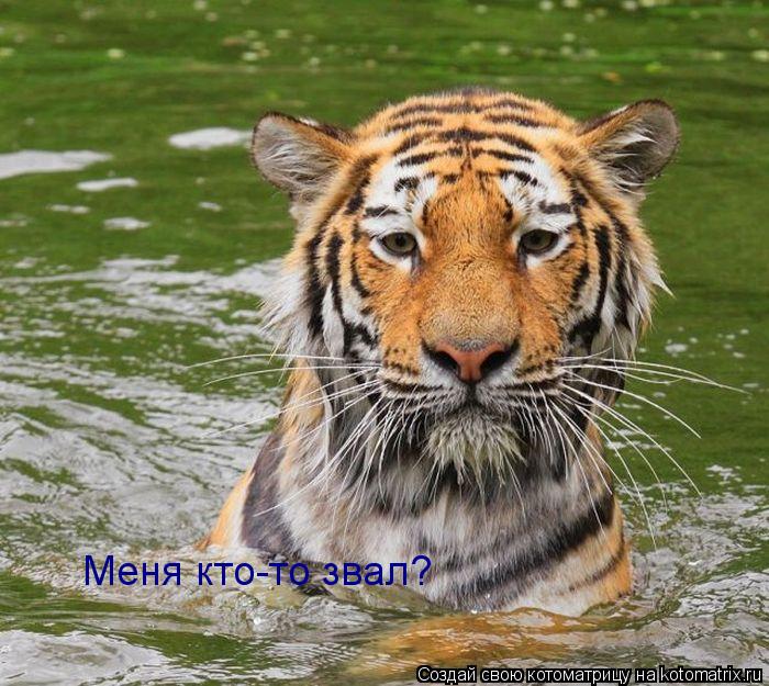 Меня кто-то звал?... Котоматрица: Меня кто-то звал?
