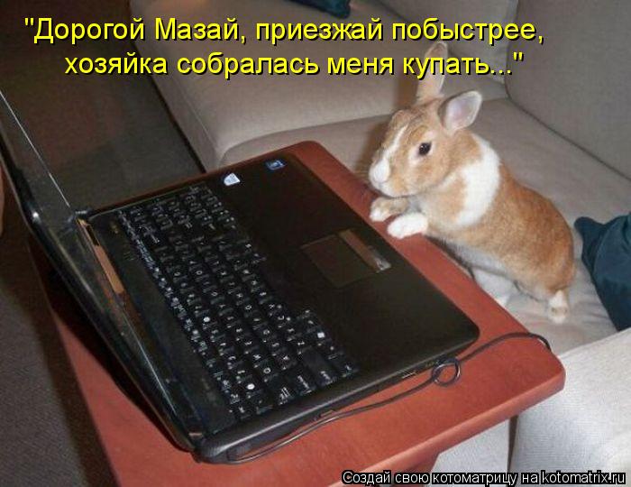 Котоматрица: "Дорогой Мазай, приезжай побыстрее,  хозяйка собралась меня купать..."