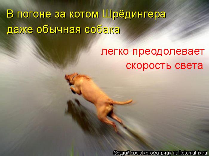 В погоне за котом Шрёдингера даже обычная собака легко преодолевает скорость света... Котоматрица: В погоне за котом Шрёдингера даже обычная собака легко преодолевает скорость света