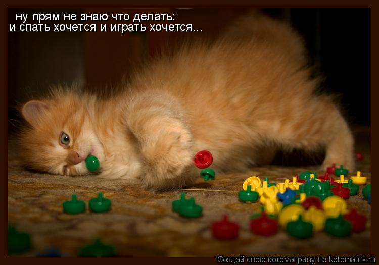 ну прям не знаю что делать: и спать хочется и играть хочется...... Котоматрица: ну прям не знаю что делать: и спать хочется и играть хочется...