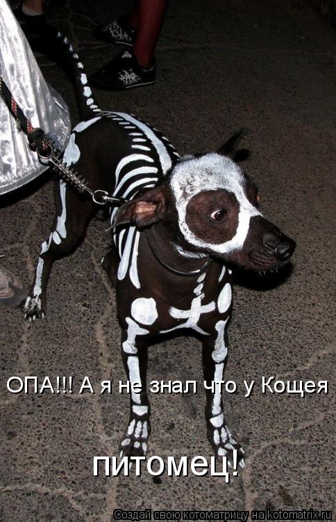 ОПА!!! А я не знал что у Кощея питомец!... Котоматрица: ОПА!!! А я не знал что у Кощея питомец!