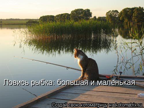 Ловись рыбка: большая и маленькая... Котоматрица: Ловись рыбка: большая и маленькая