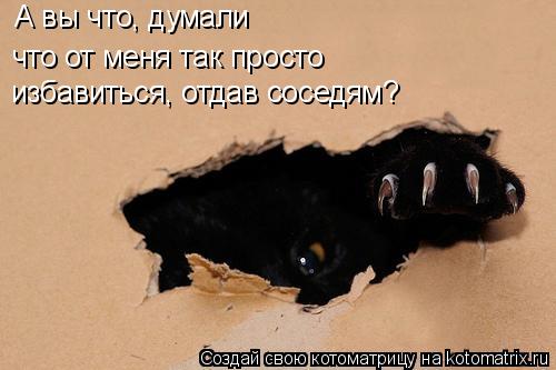 А вы что, думали что от меня так просто избавиться, отдав соседям?... Котоматрица: А вы что, думали что от меня так просто избавиться, отдав соседям?