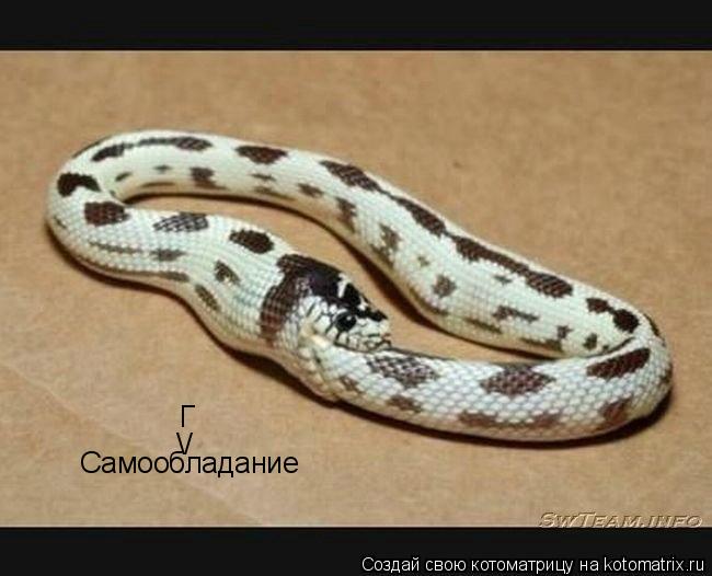 Котоматрица: Самообладание / Г