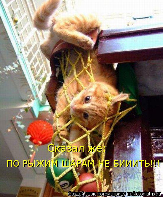 Сказал же: ПО РЫЖИМ ШАРАМ НЕ БИИИТЬ!!!... Котоматрица: Сказал же: ПО РЫЖИМ ШАРАМ НЕ БИИИТЬ!!!