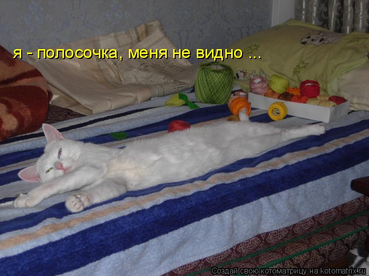 я - полосочка, меня не видно ...... Котоматрица: я - полосочка, меня не видно ...