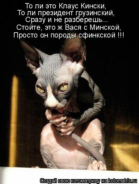 То ли это Клаус Кински, То ли президент грузинский, Сразу и не разберешь... Стойте, это ж Вася с Минс... Котоматрица: То ли это Клаус Кински, То ли президент грузинский, Сразу и не разберешь... Стойте, это ж Вася с Минской, Просто он породы сфинкской !!!