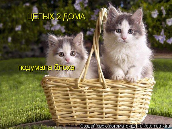 ЦЕЛЫХ 2 ДОМА подумала блоха... Котоматрица: ЦЕЛЫХ 2 ДОМА подумала блоха