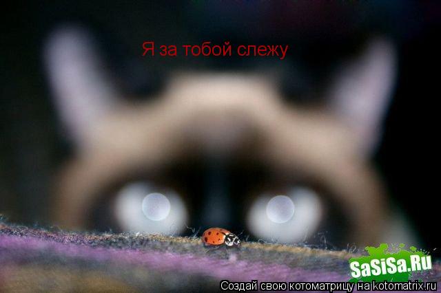 Я за тобой слежу... Котоматрица: Я за тобой слежу