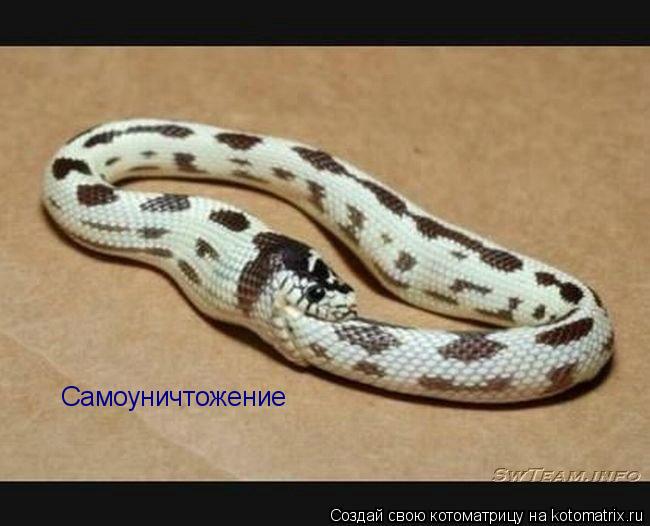 Самоуничтожение... Котоматрица: Самоуничтожение