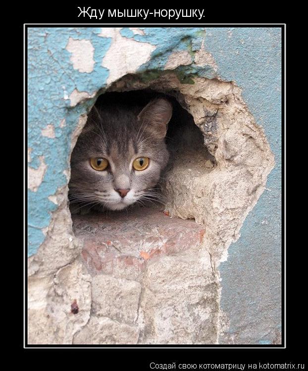 Жду мышку-норушку.... Котоматрица: Жду мышку-норушку.