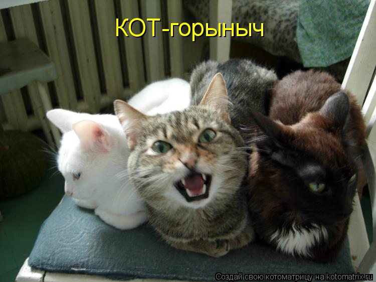 КОТ-горыныч... Котоматрица: КОТ-горыныч