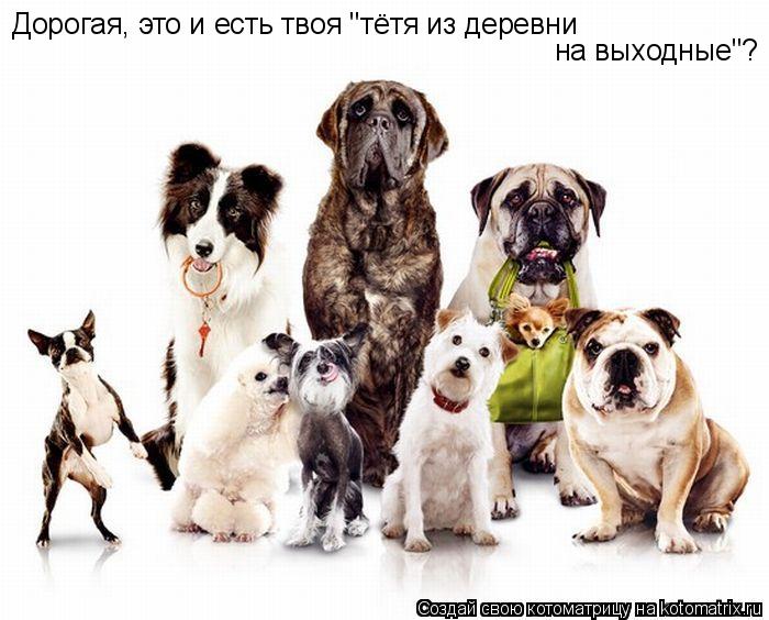 Дорогая, это и есть твоя "тётя из деревни на выходные"?... Котоматрица: Дорогая, это и есть твоя "тётя из деревни на выходные"?
