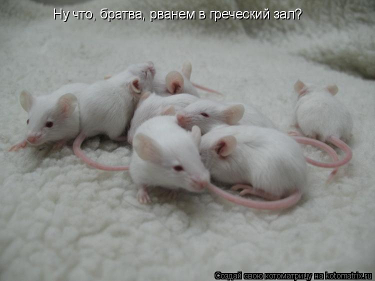 Ну что, братва, рванем в греческий зал?... Котоматрица: Ну что, братва, рванем в греческий зал?