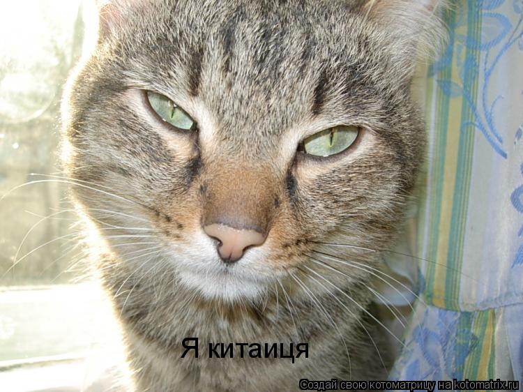 Котоматрица: Я китаиця