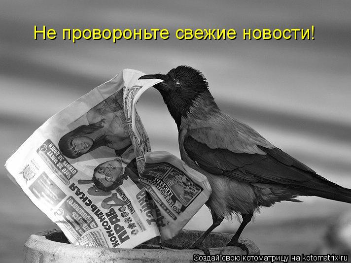 Котоматрица: Не провороньте свежие новости!