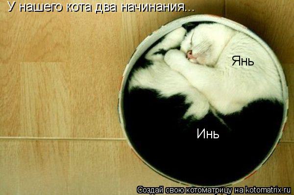 Котоматрица: У нашего кота два начинания... Янь Инь