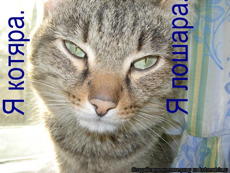 Котоматрица: Я котяра.  Я лошара.