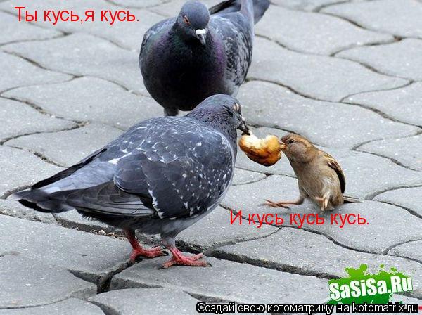 Котоматрица: Ты кусь,я кусь. И кусь кусь кусь.