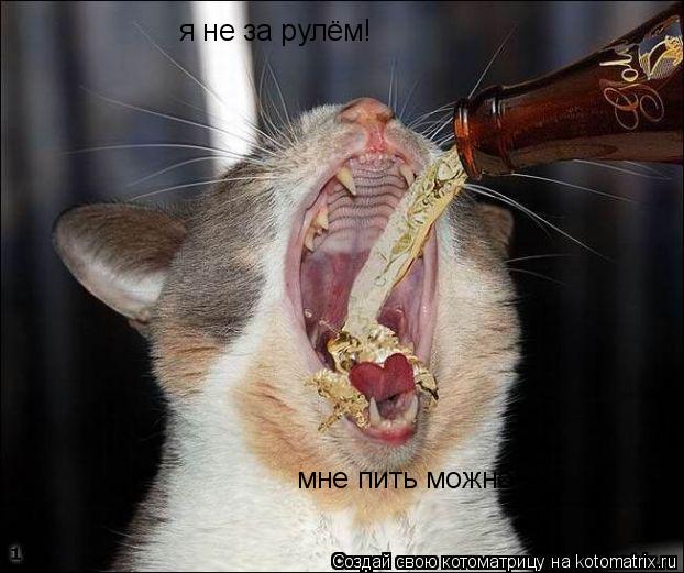 я не за рулём! мне пить можно!... Котоматрица: я не за рулём! мне пить можно!