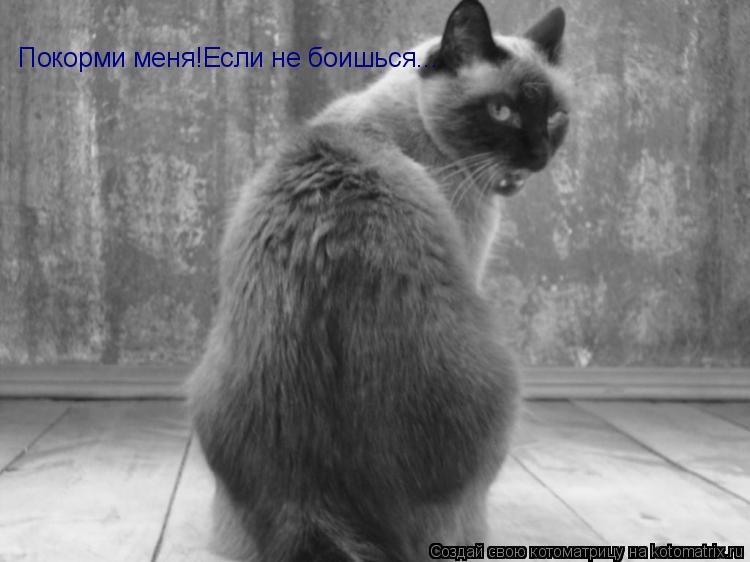 Покорми меня!Если не боишься...... Котоматрица: Покорми меня!Если не боишься...
