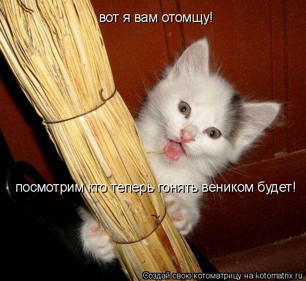 вот я вам отомщу! посмотрим кто теперь гонять веником будет!... Котоматрица: вот я вам отомщу! посмотрим кто теперь гонять веником будет!