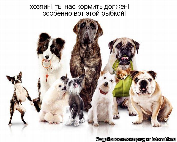 хозяин! ты нас кормить должен! особенно вот этой рыбкой!... Котоматрица: хозяин! ты нас кормить должен! особенно вот этой рыбкой!