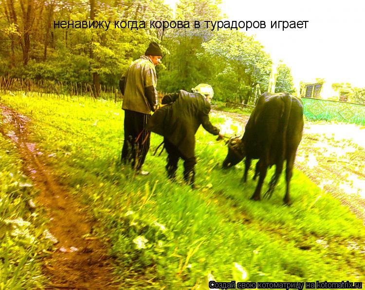 ненавижу когда корова в турадоров играет... Котоматрица: ненавижу когда корова в турадоров играет