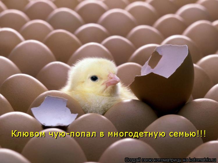 Клювом чую-попал в многодетную семью!!!... Котоматрица: Клювом чую-попал в многодетную семью!!!
