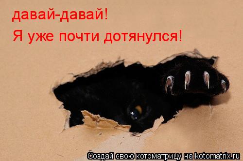 давай-давай! Я уже почти дотянулся!... Котоматрица: давай-давай! Я уже почти дотянулся!