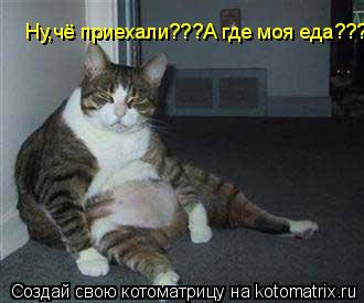 Ну,чё приехали???А где моя еда???... Котоматрица: Ну,чё приехали???А где моя еда???