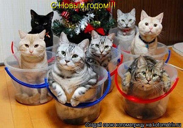 С Новым годом!!!... Котоматрица: С Новым годом!!!