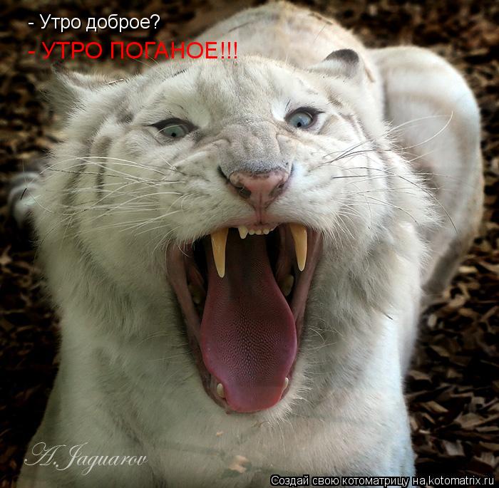 - Утро доброе? - УТРО ПОГАНОЕ!!!... Котоматрица: - Утро доброе? - УТРО ПОГАНОЕ!!!