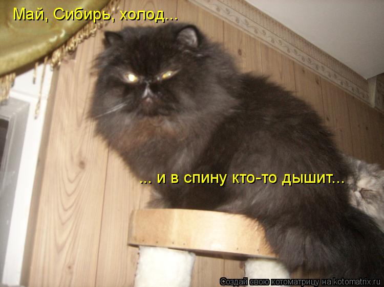 Май, Сибирь, холод... ... и в спину кто-то дышит...... Котоматрица: Май, Сибирь, холод... ... и в спину кто-то дышит...