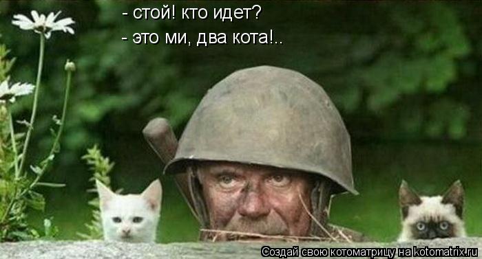 - стой! кто идет? - это ми, два кота!..... Котоматрица: - стой! кто идет? - это ми, два кота!..