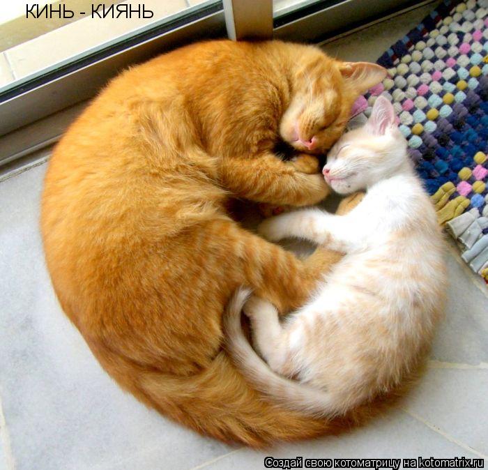 КИНЬ - КИЯНЬ... Котоматрица: КИНЬ - КИЯНЬ