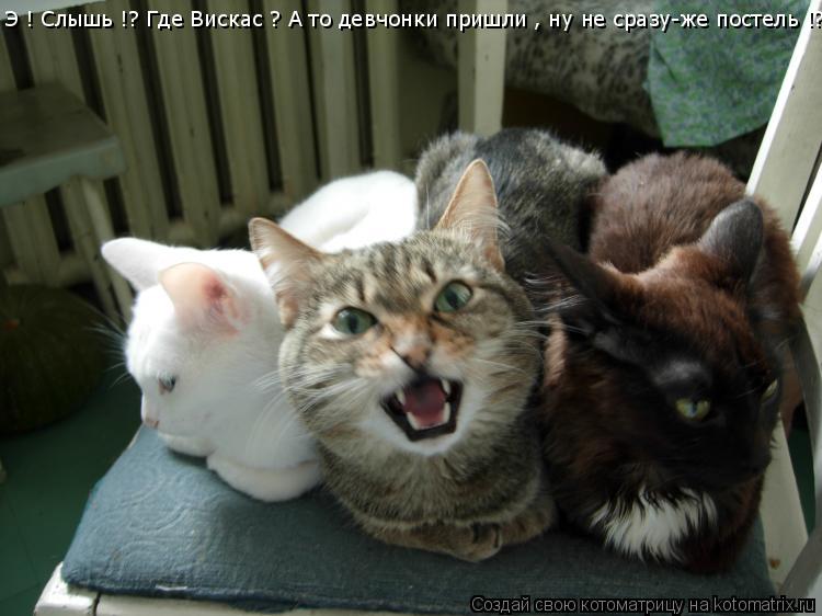 Э ! Слышь !? Где Вискас ? А то девчонки пришли , ну не сразу-же постель !?... Котоматрица: Э ! Слышь !? Где Вискас ? А то девчонки пришли , ну не сразу-же постель !?