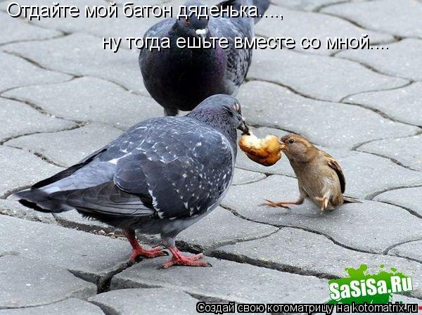 Отдайте мой батон дяденька...., ну тогда ешьте вместе со мной....... Котоматрица: Отдайте мой батон дяденька...., ну тогда ешьте вместе со мной....