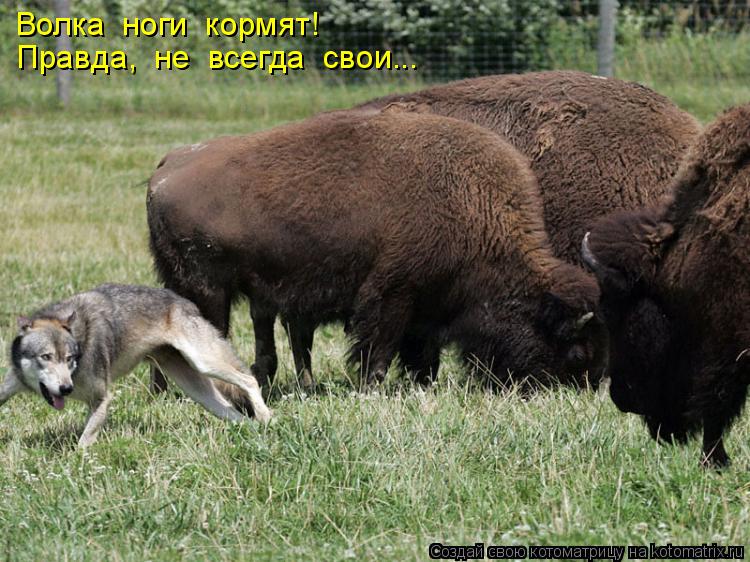Волка ноги кормят! Правда, не всегда свои...... Котоматрица: Волка ноги кормят! Правда, не всегда свои...