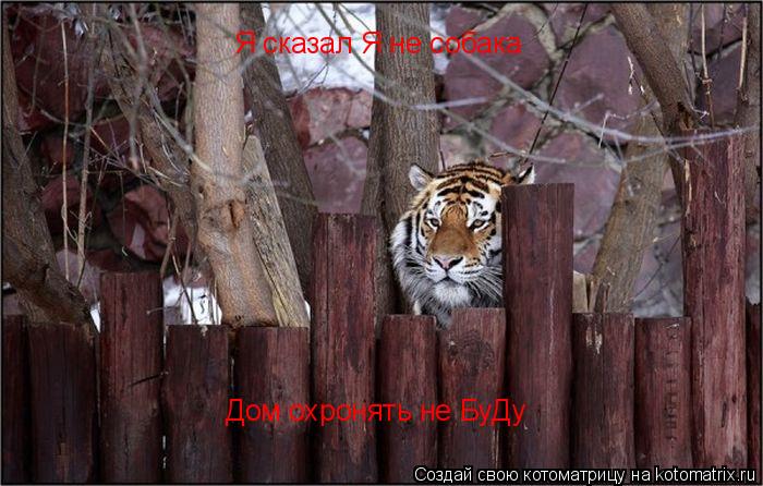 Я сказал Я не собака Дом охронять не БуДу... Котоматрица: Я сказал Я не собака Дом охронять не БуДу
