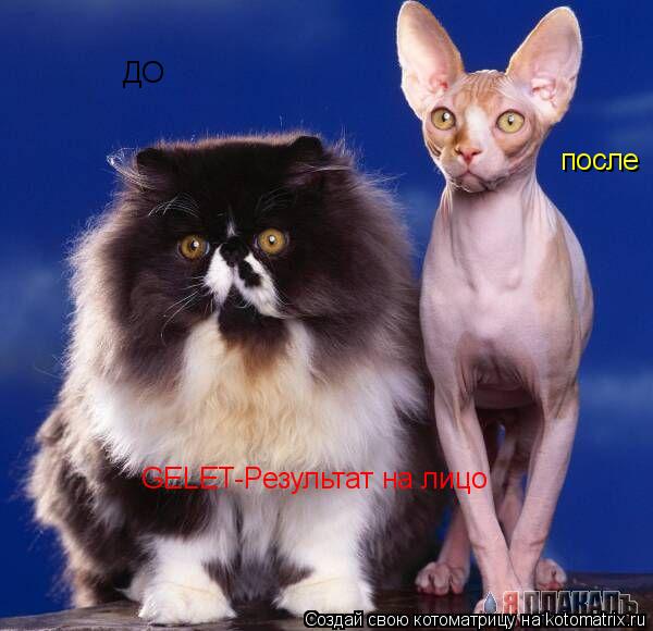 ДО после GELET-Результат на лицо... Котоматрица: ДО после GELET-Результат на лицо