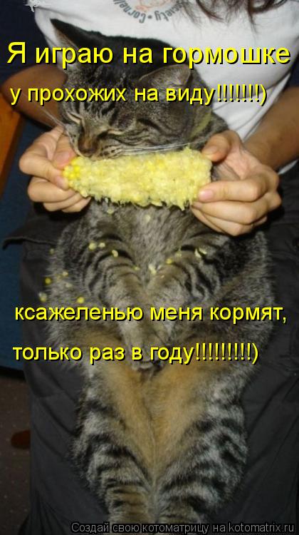 Я играю на гормошке у прохожих на виду!!!!!!!) ксажеленью меня кормят, только раз в году!!!!!!!!!)... Котоматрица: Я играю на гормошке у прохожих на виду!!!!!!!) ксажеленью меня кормят, только раз в году!!!!!!!!!)